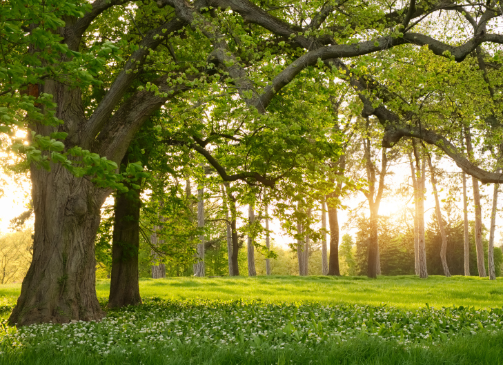 My Blog is Carbon Neutral.