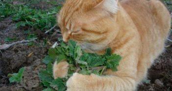 plantas em apartamento com animais erva do gato